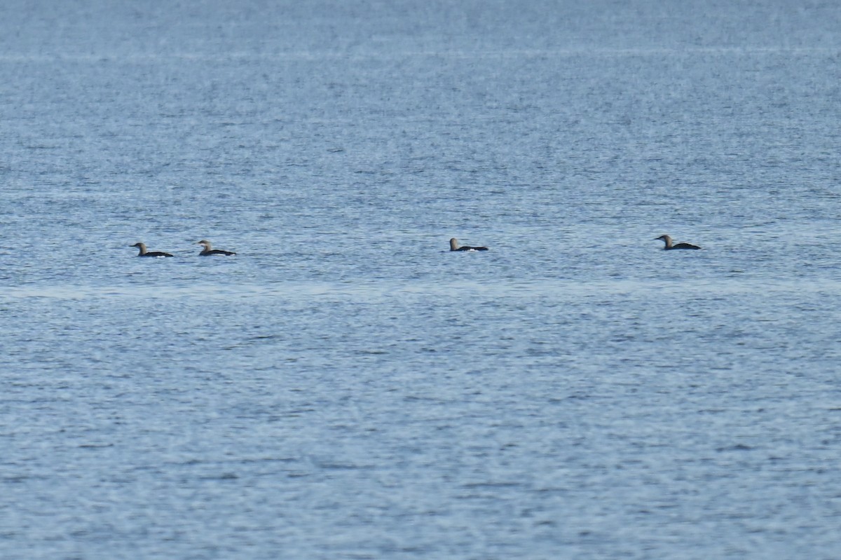 Arctic Loon - ML645490437