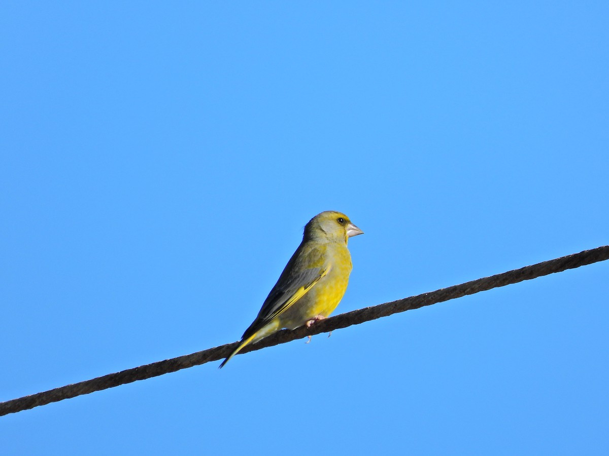 Эгэл ногоолдой - ML645490438