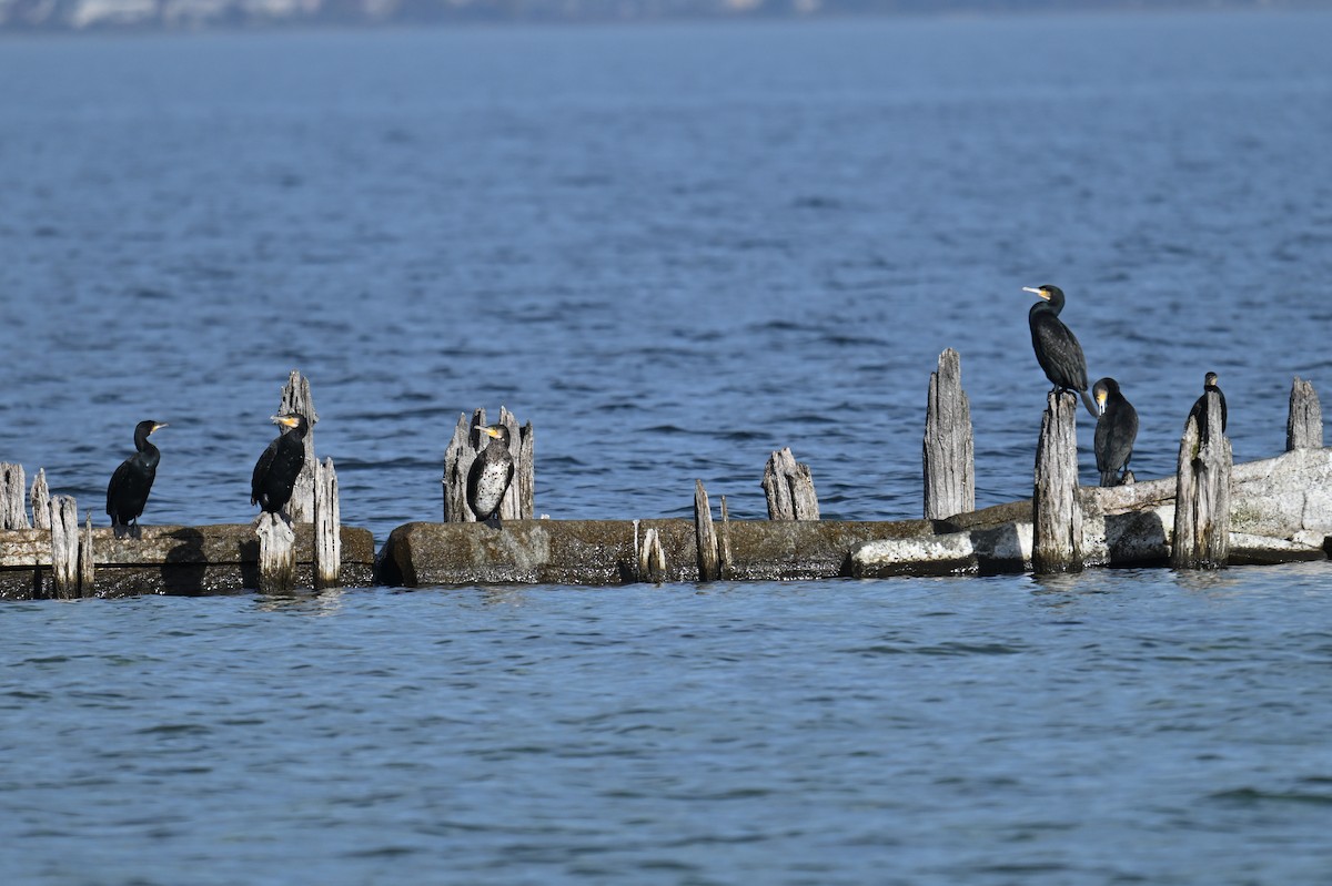 Great Cormorant - ML645490441