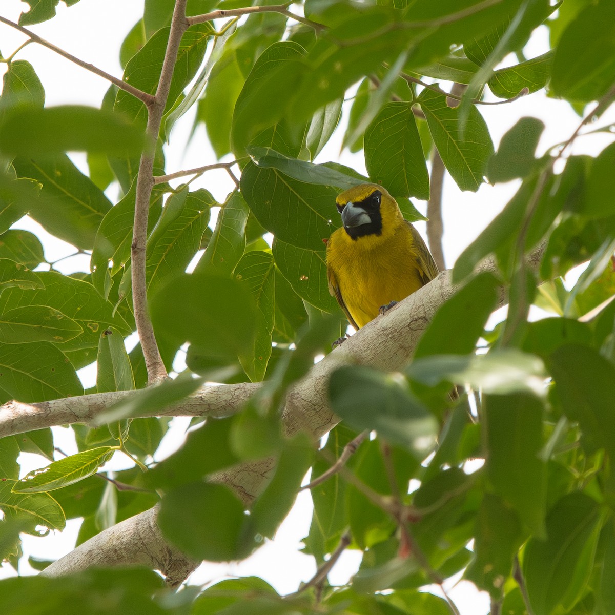 Yellow-green Grosbeak - ML645490444