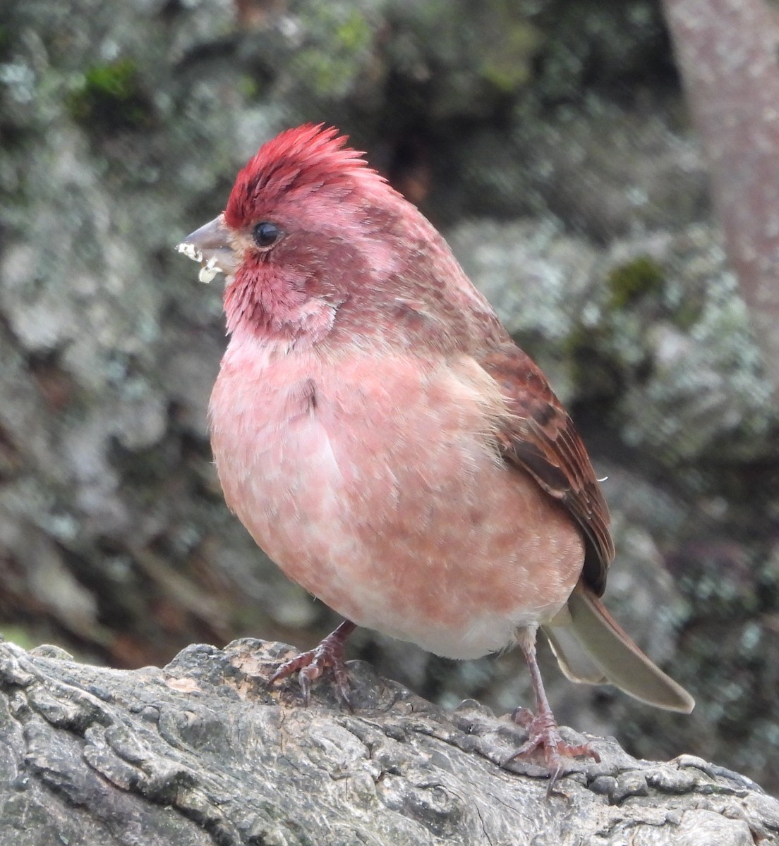 Purpurgimpel - ML645490445