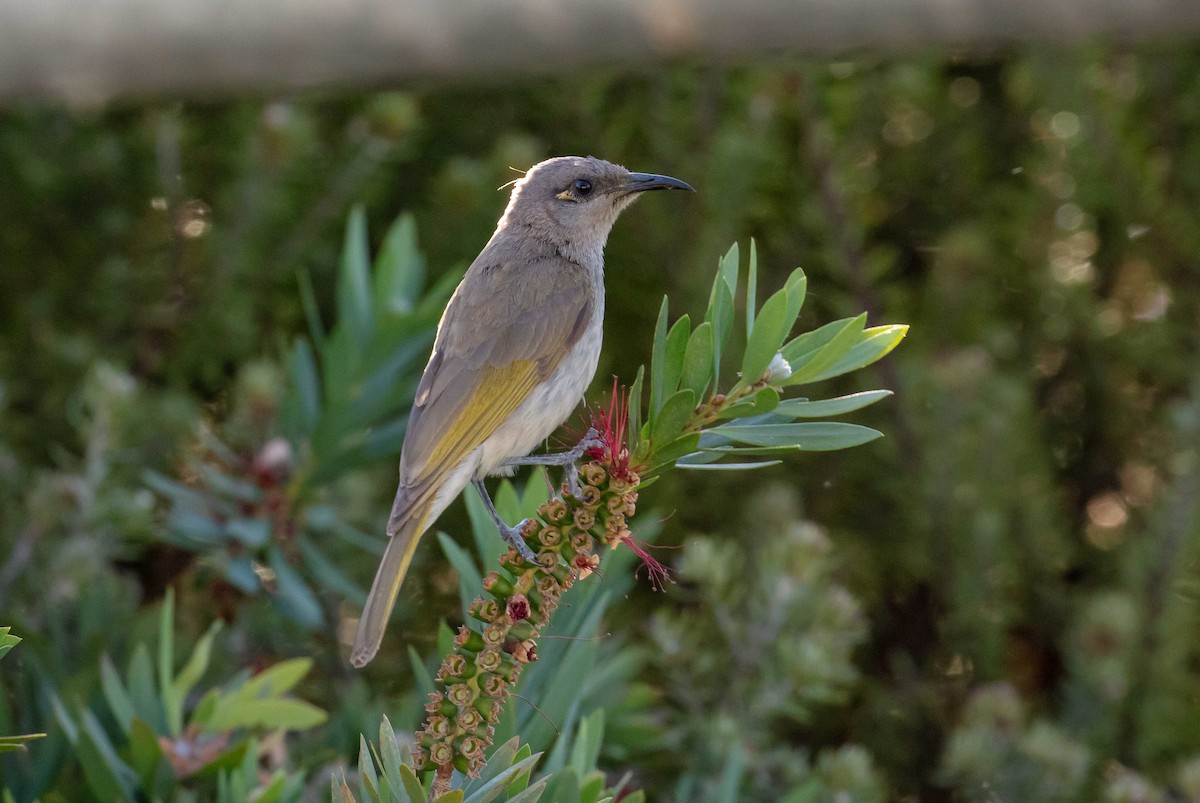 Brown Honeyeater - ML645490449