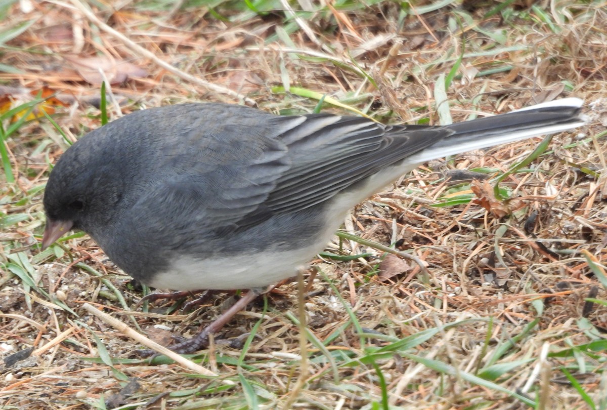 Dark-eyed Junco - ML645490451
