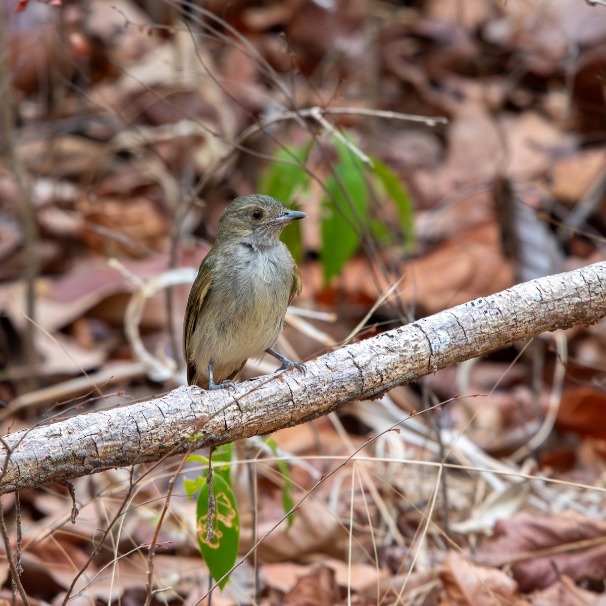Pale-bellied Tyrant-Manakin - ML645490453
