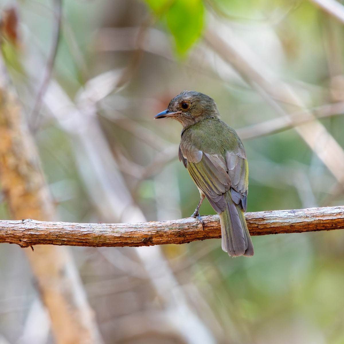 Pale-bellied Tyrant-Manakin - ML645490454