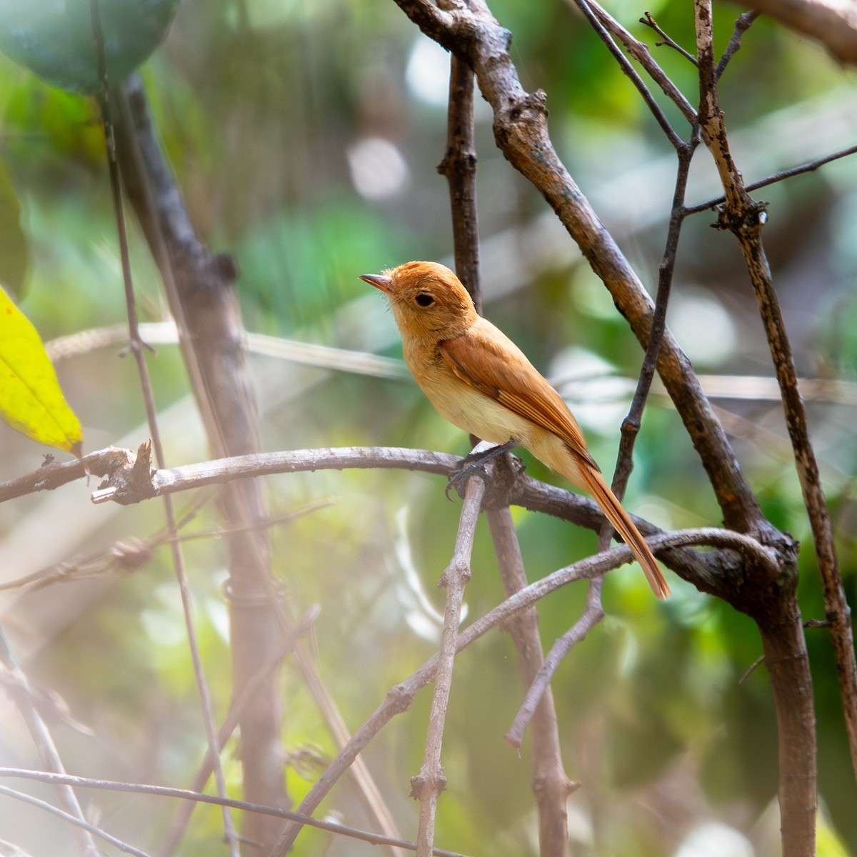 Rufous Casiornis - ML645490470