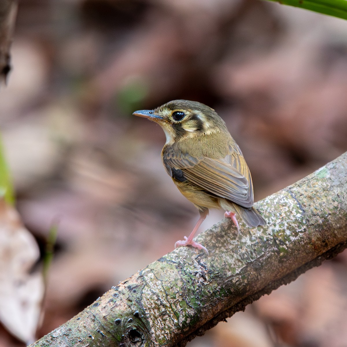 White-throated Spadebill - ML645490474