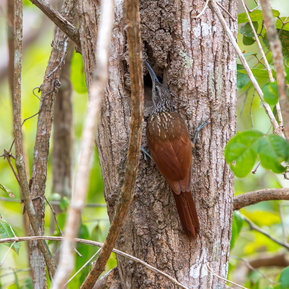 Buff-throated Woodcreeper (Lafresnaye's) - ML645490477