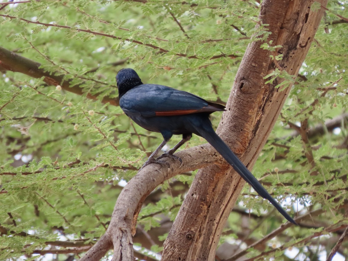 Bristle-crowned Starling - ML645490478