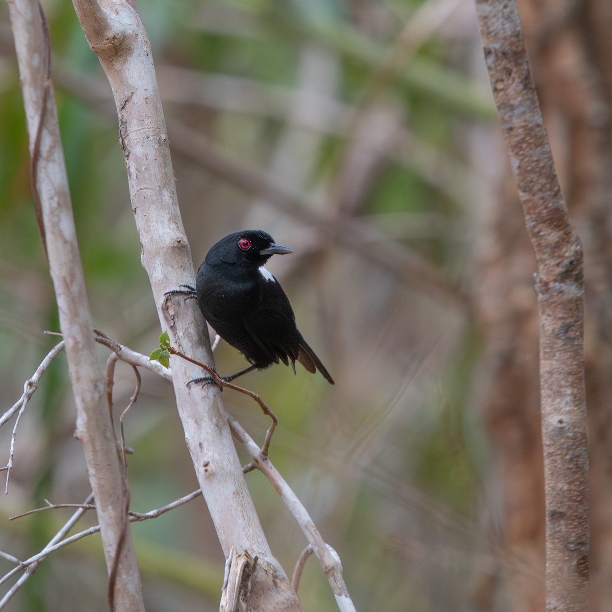 East Amazonian Fire-eye - ML645490479