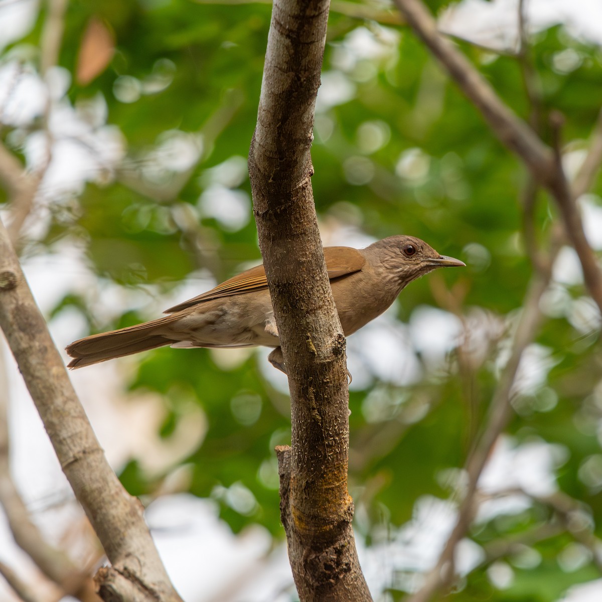 Pale-breasted Thrush - ML645490480