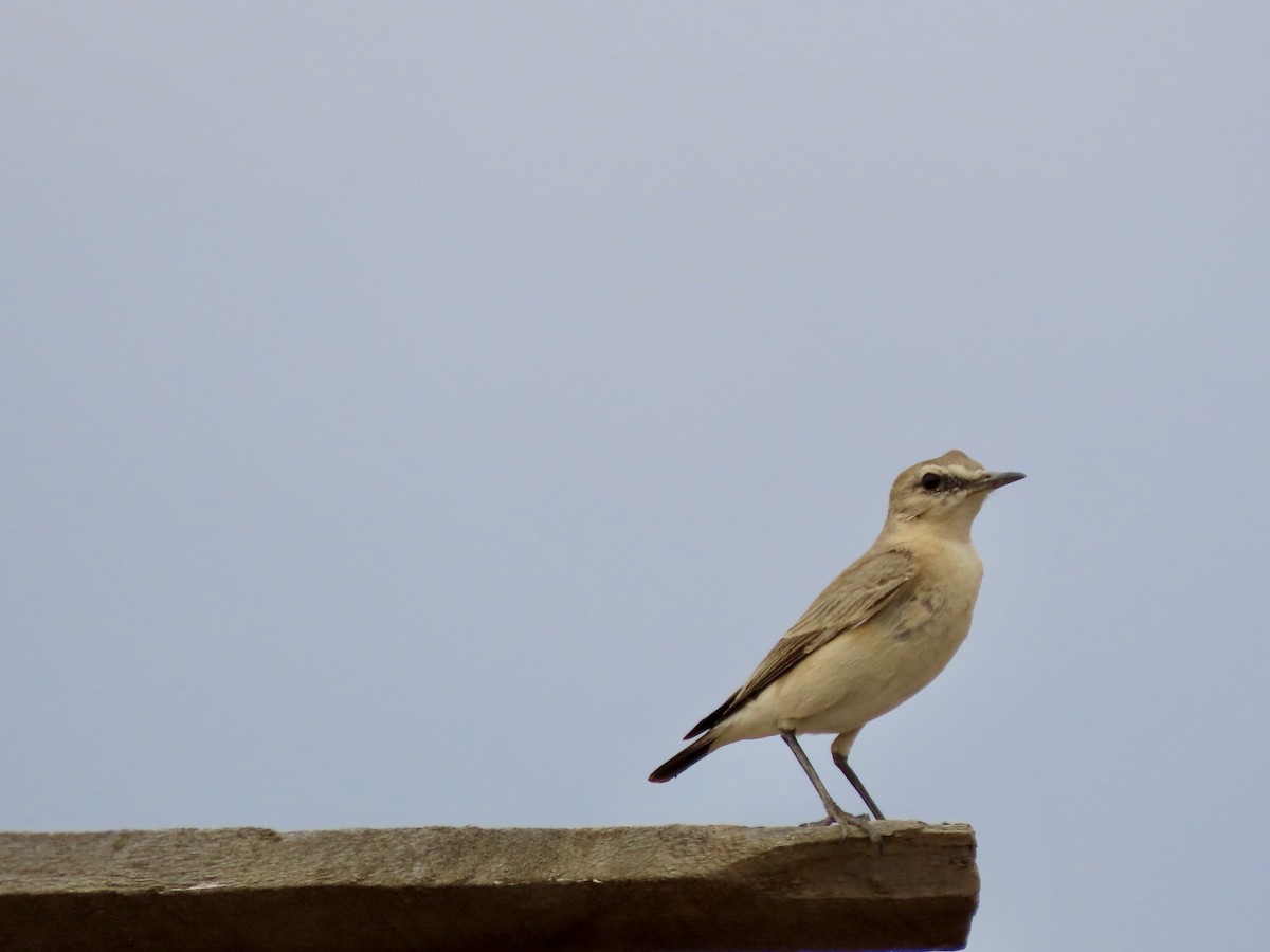 Collalba Isabel - ML645490490