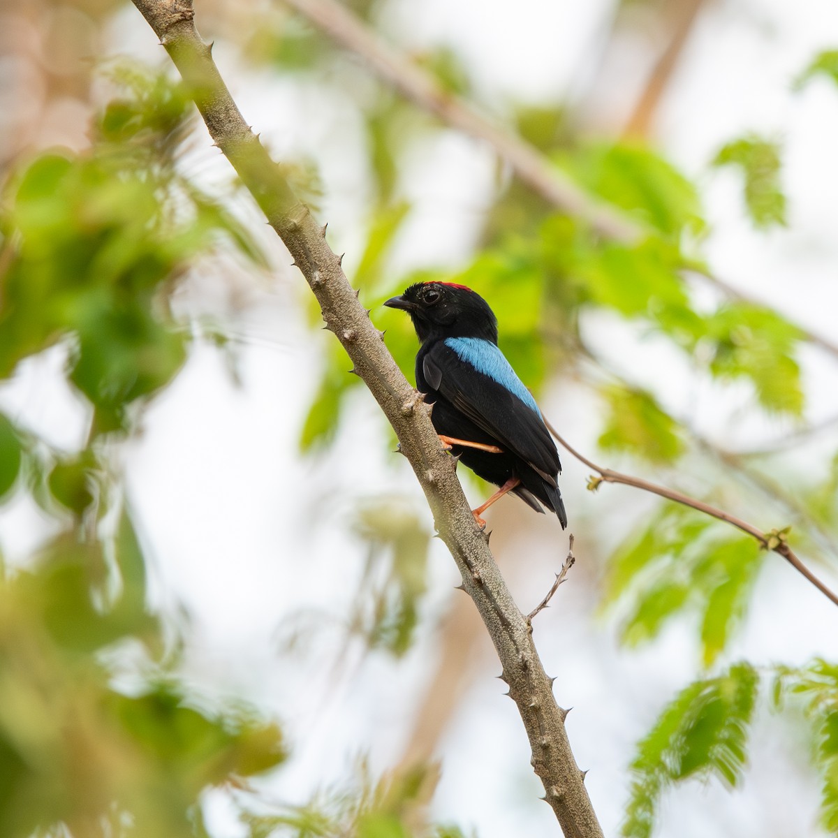 Blue-backed Manakin - ML645490492