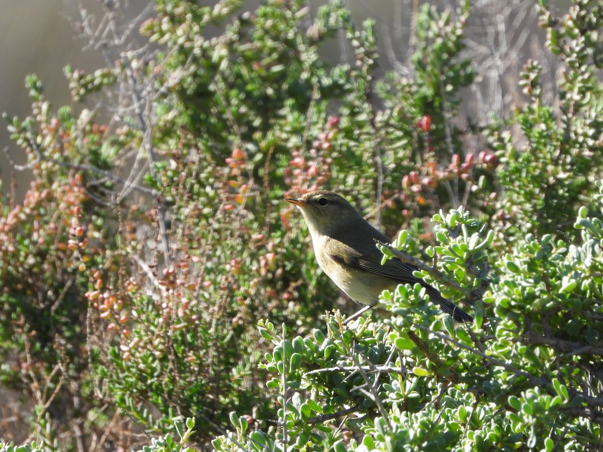 Common/Iberian Chiffchaff - ML645490494