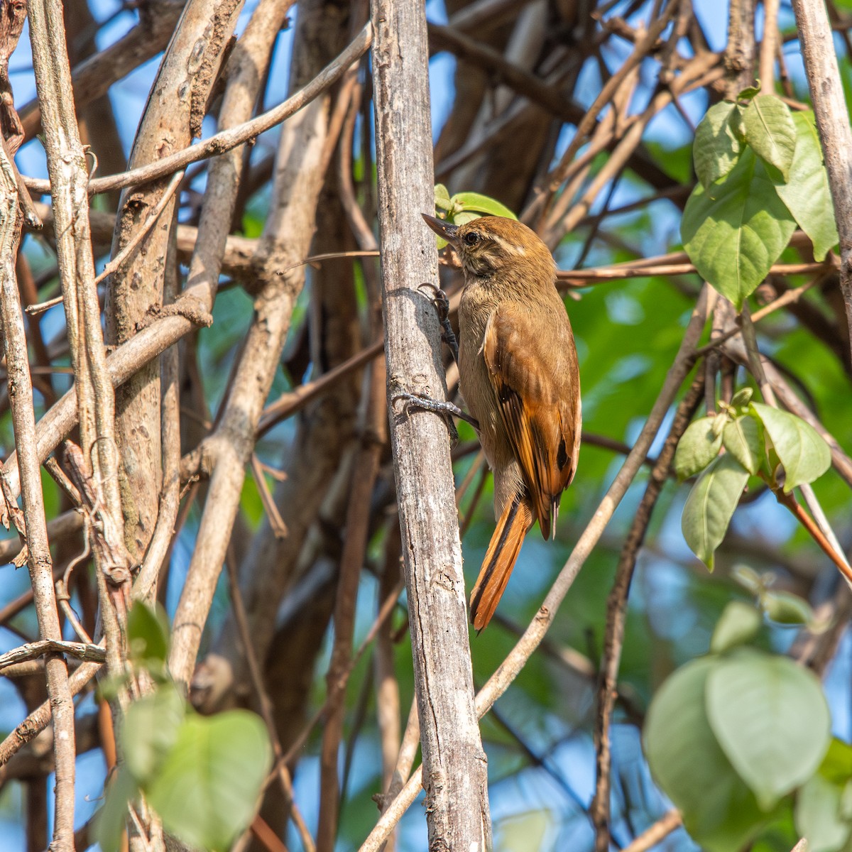 Amazonian Plain-Xenops - ML645490496
