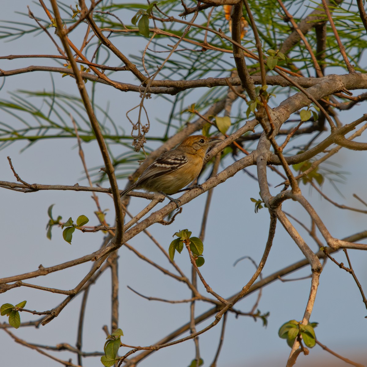 Planalto Slaty-Antshrike - ML645490501