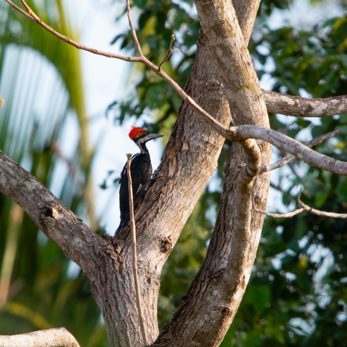 Crimson-crested Woodpecker - ML645490511