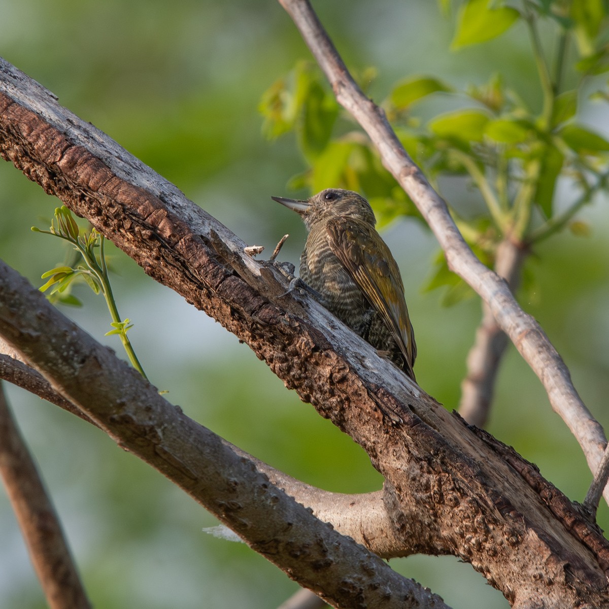 Little Woodpecker - ML645490516