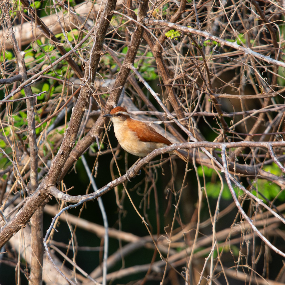Wing-banded Hornero - ML645490519