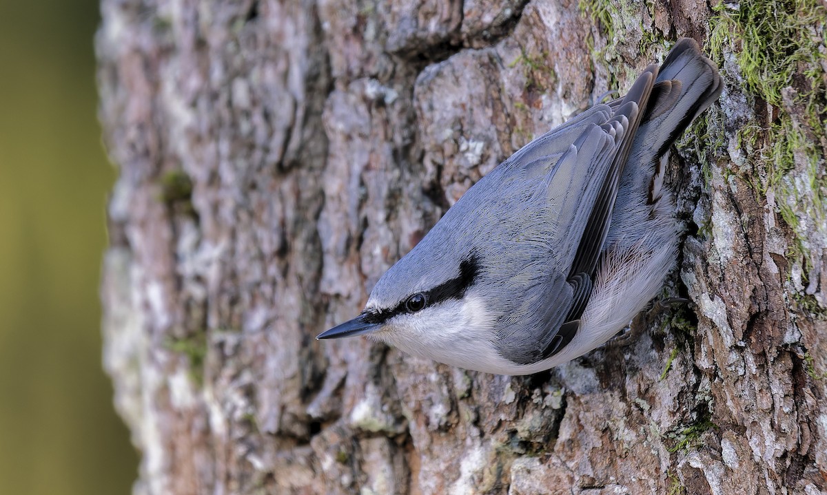 Garrapo eurasiarra - ML645490522