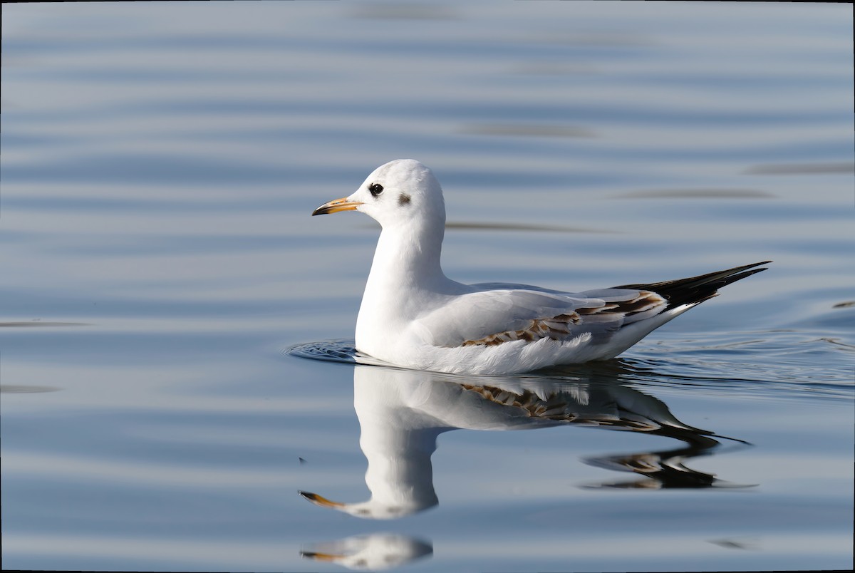 Black-headed Gull - ML645490525