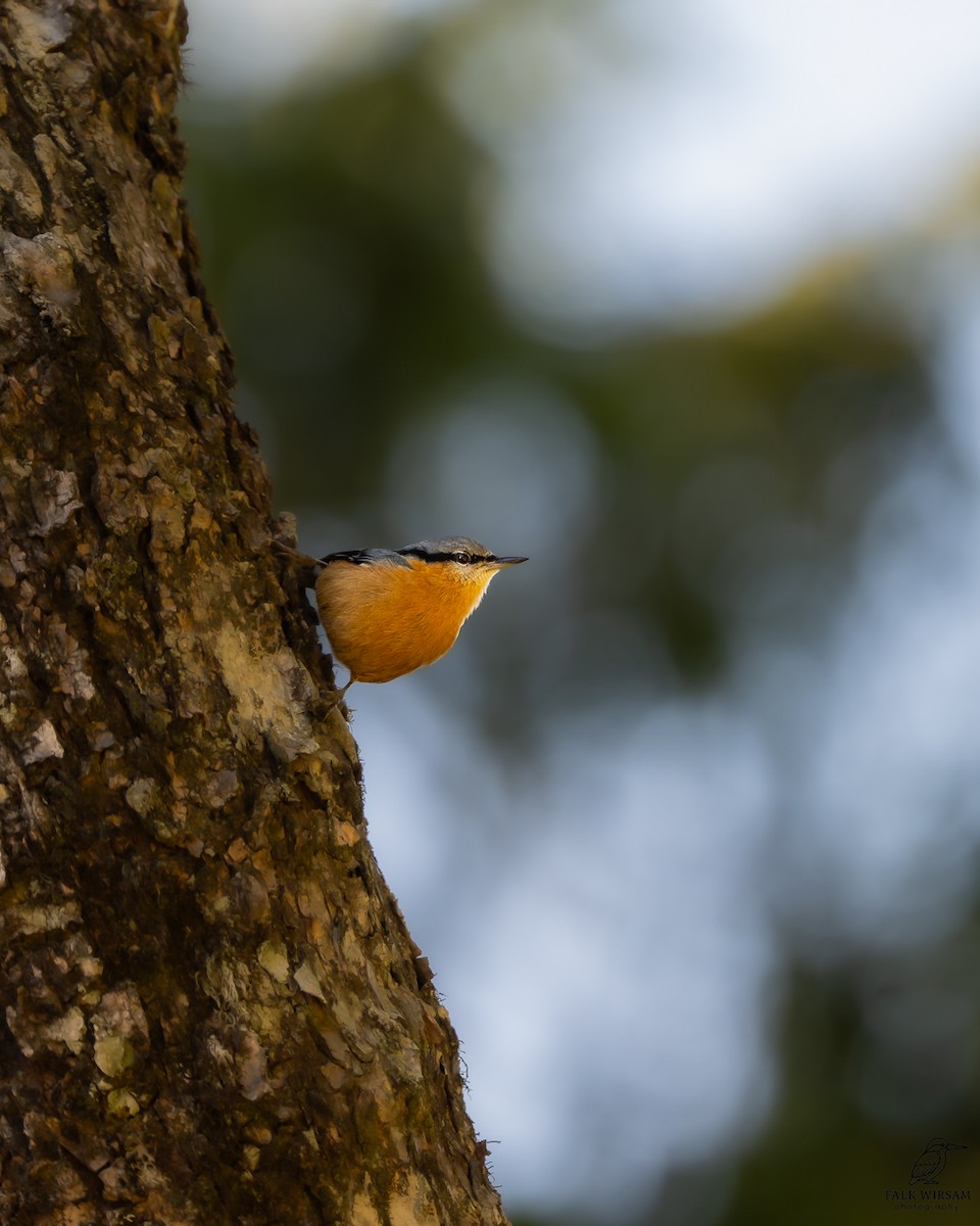 Garrapo eurasiarra - ML645490539