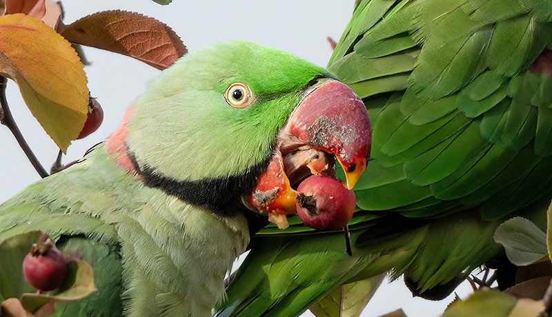 Alexandrine Parakeet - ML645490541