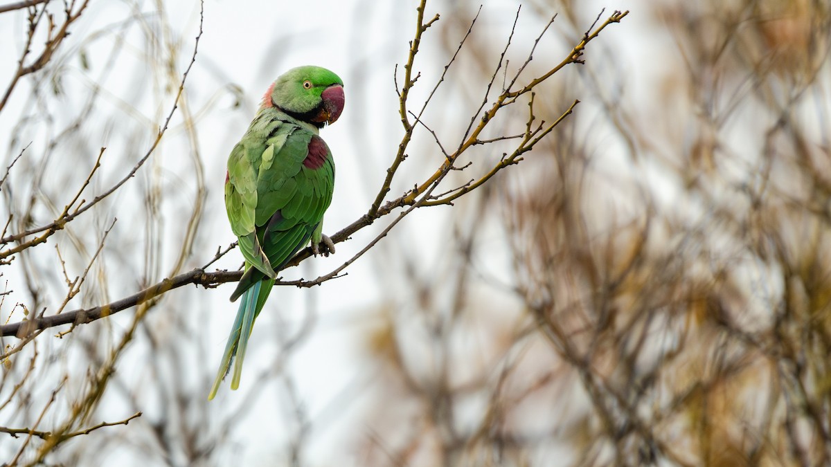 Alexandrine Parakeet - ML645490542
