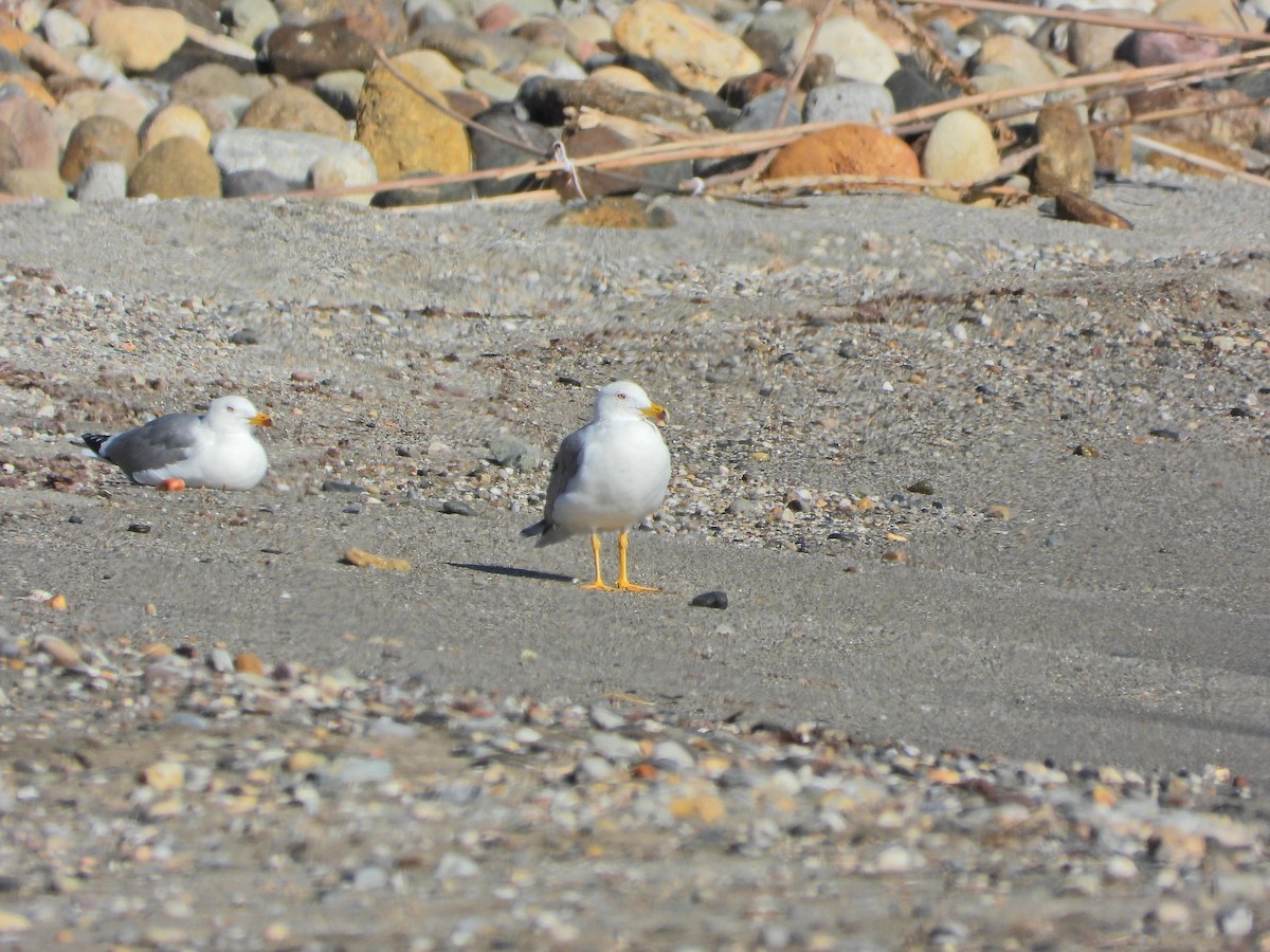 Yellow-legged Gull - ML645490545