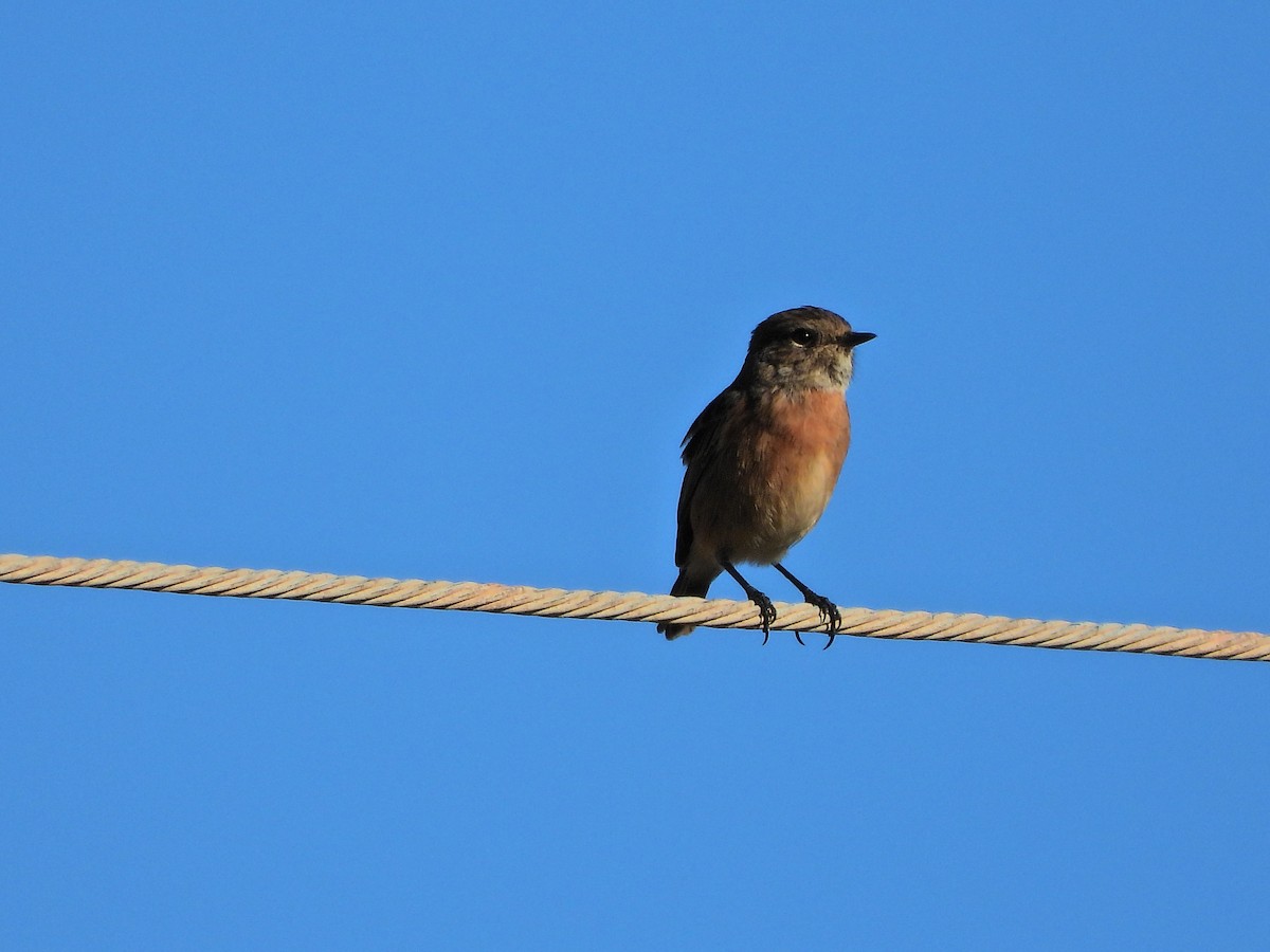 European Stonechat - ML645490576