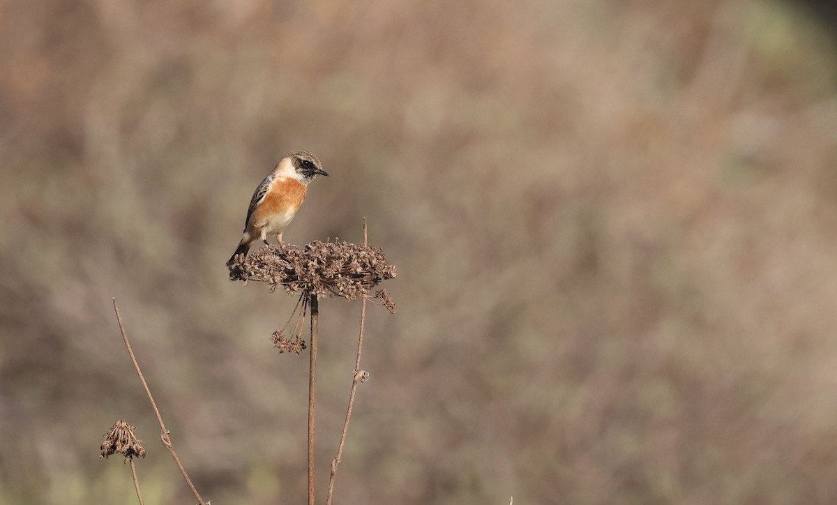 European Stonechat - ML645490589