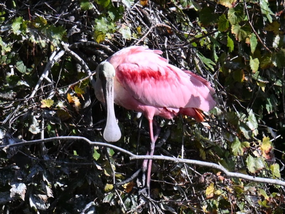 Roseate Spoonbill - ML645490590