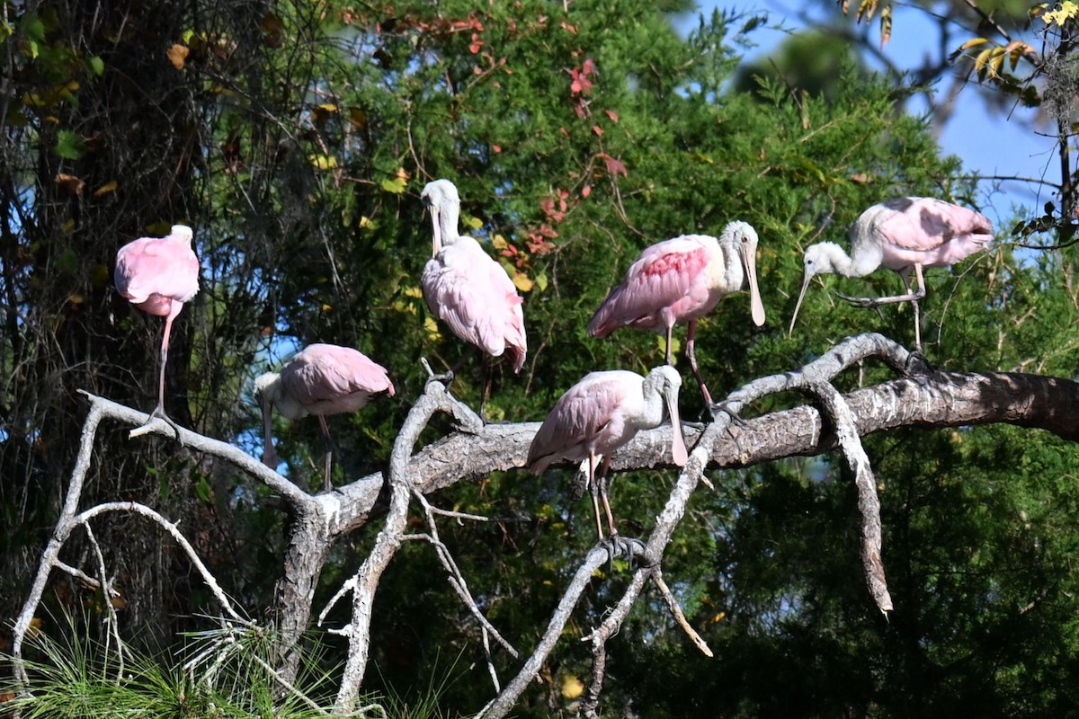 Roseate Spoonbill - ML645490591