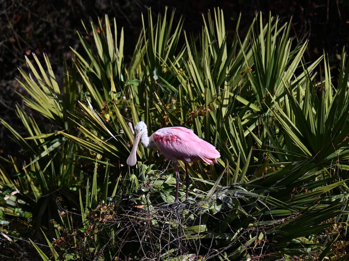 Roseate Spoonbill - ML645490592