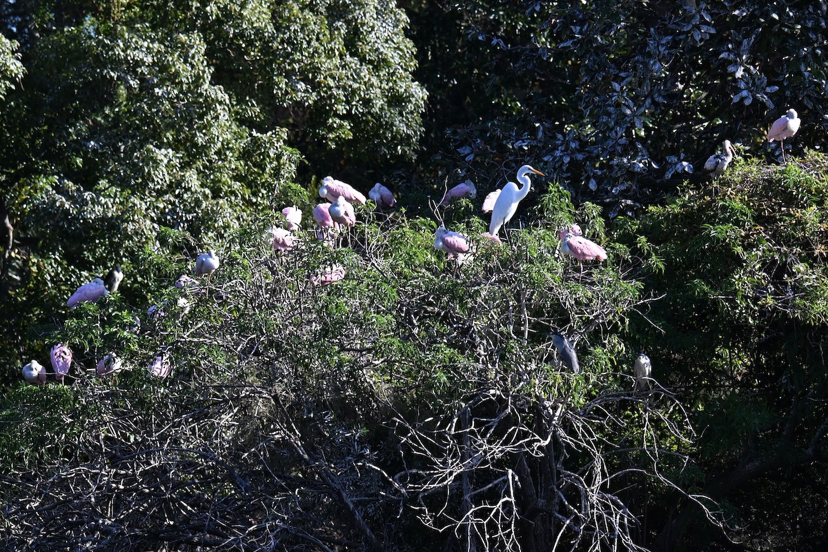 Roseate Spoonbill - ML645490593