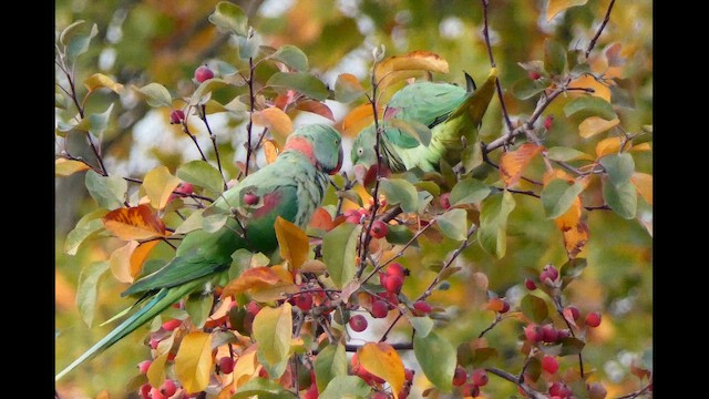 Папужець індійський - ML645490595