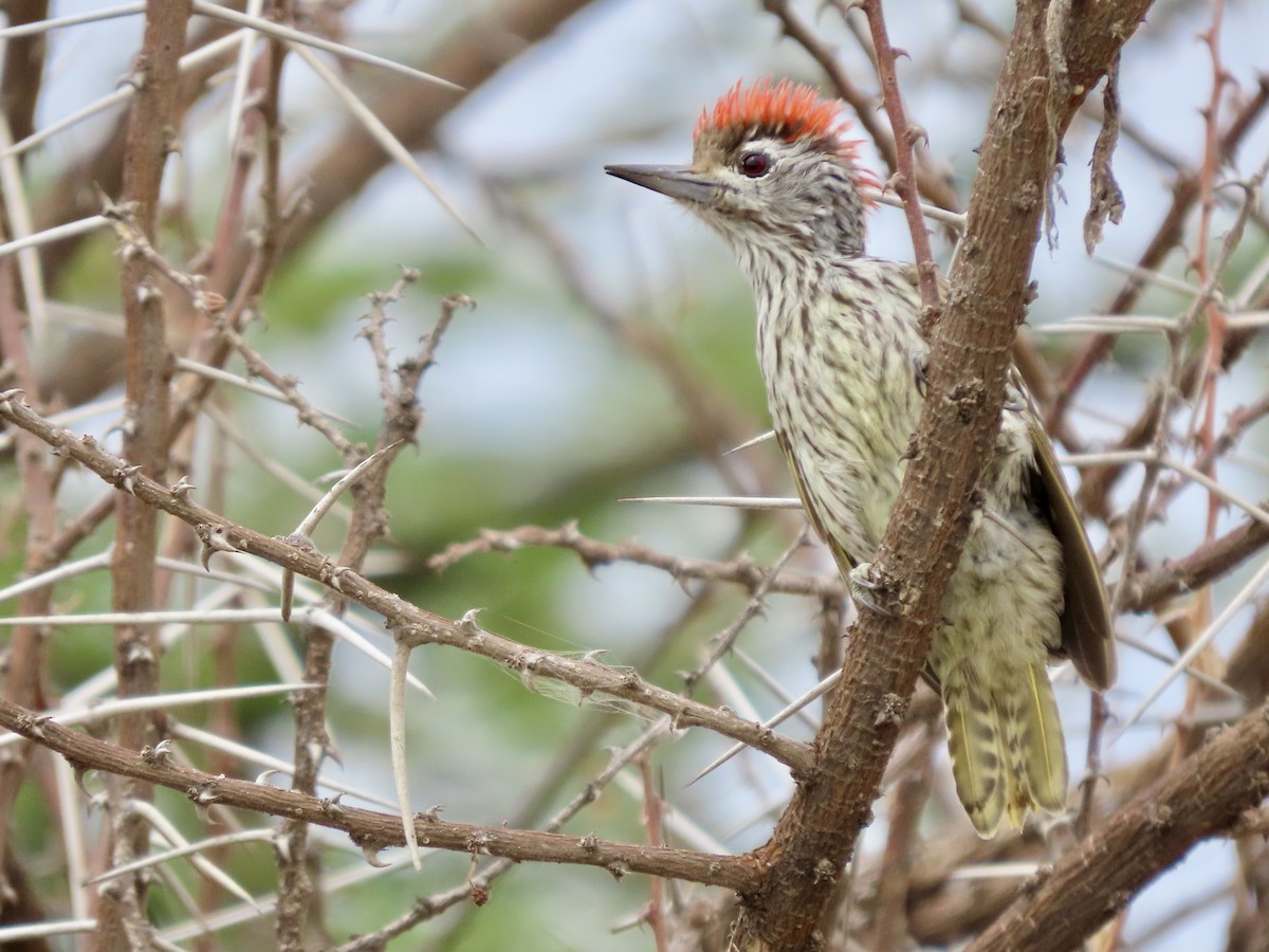 Cardinal Woodpecker - ML645490596