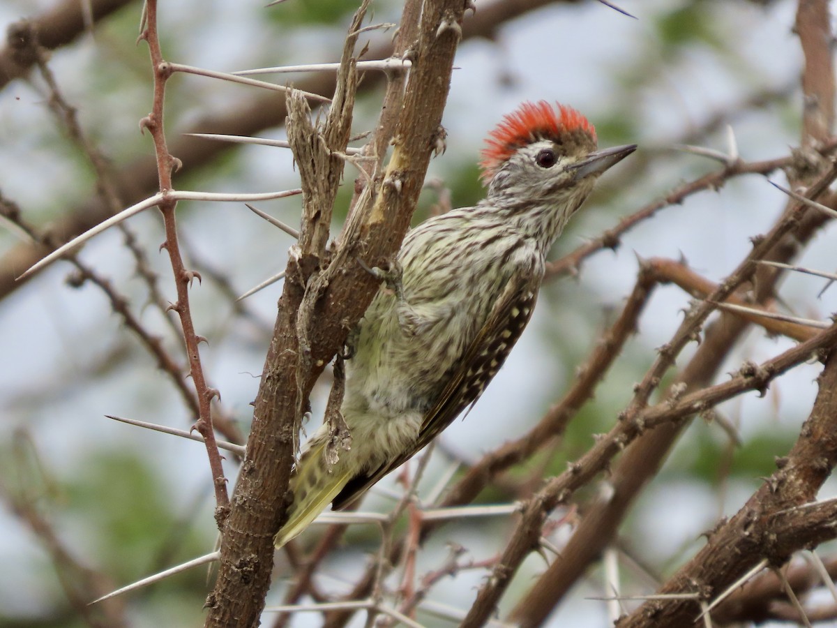 Cardinal Woodpecker - ML645490597