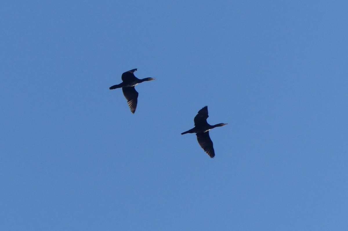 storskarv - ML645490606