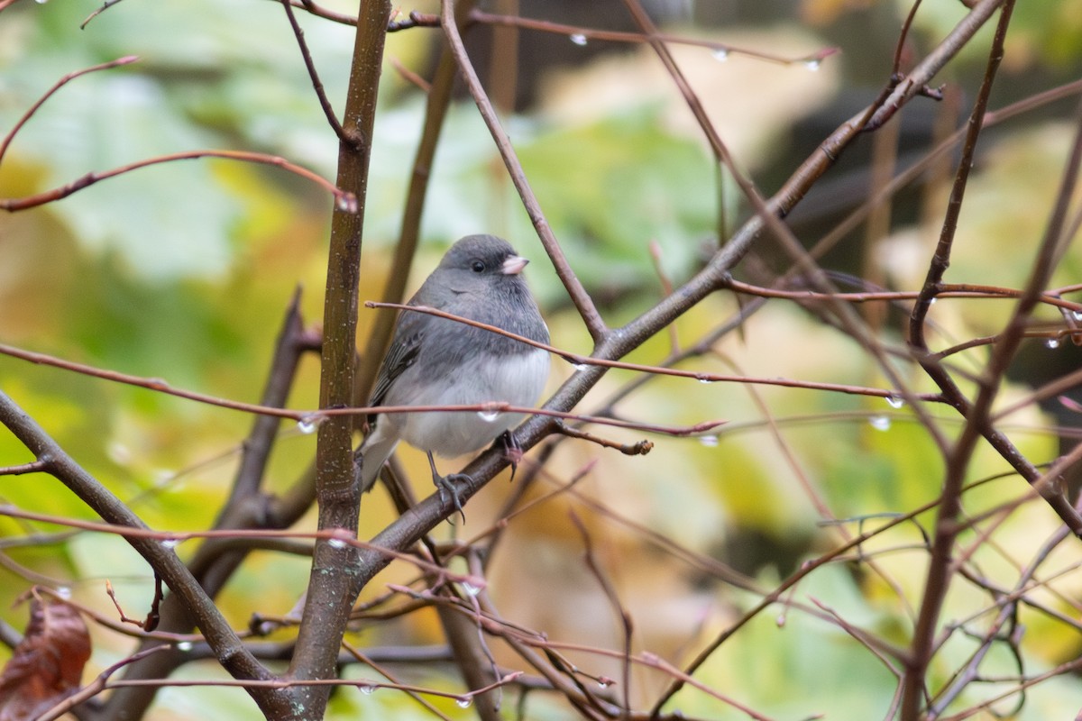 Dark-eyed Junco - ML645490610