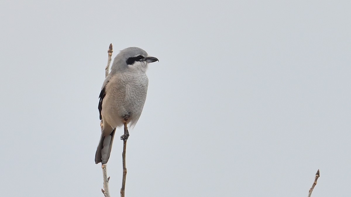 オオモズ - ML645490626