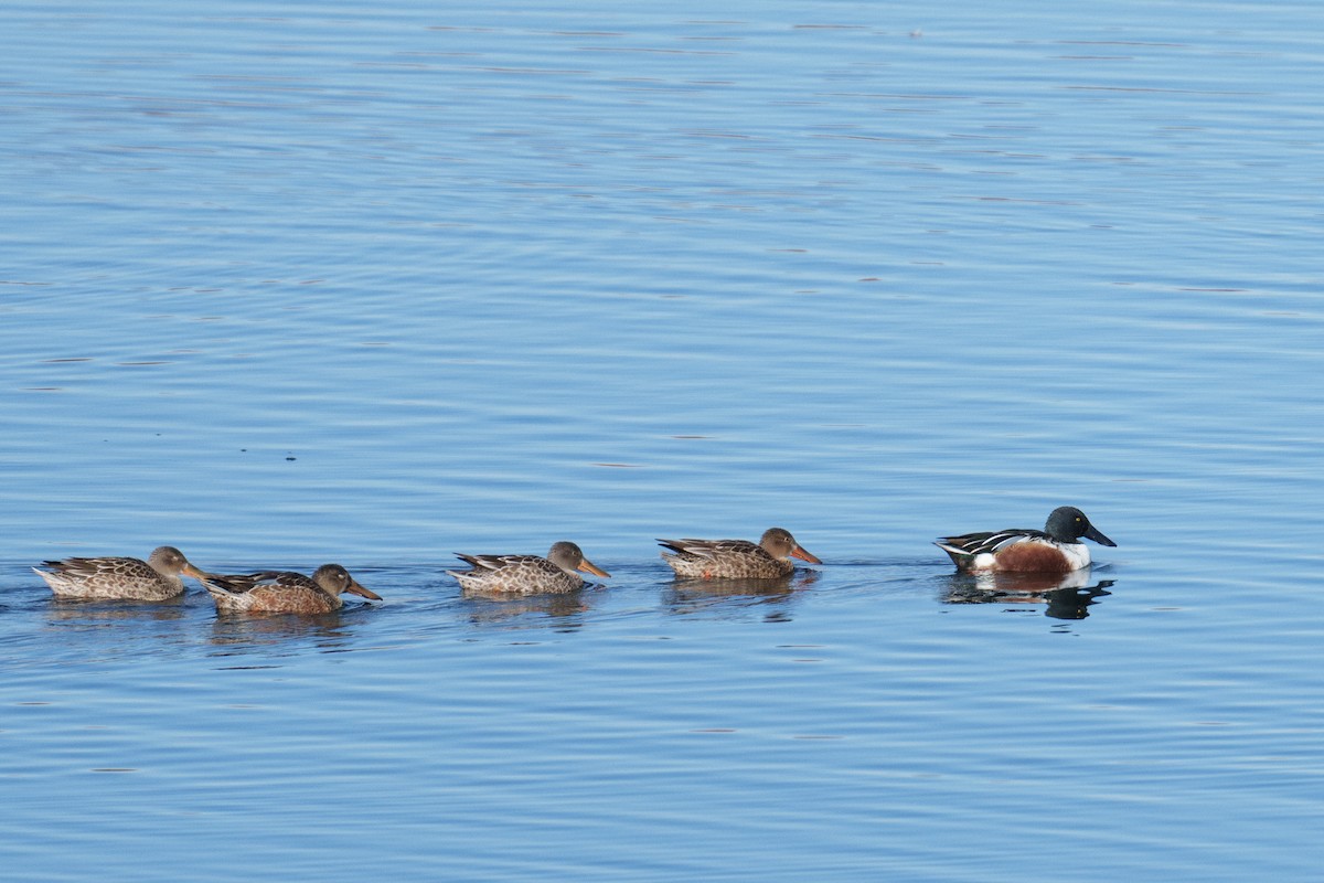 Ahate mokozabal zuria - ML645490634