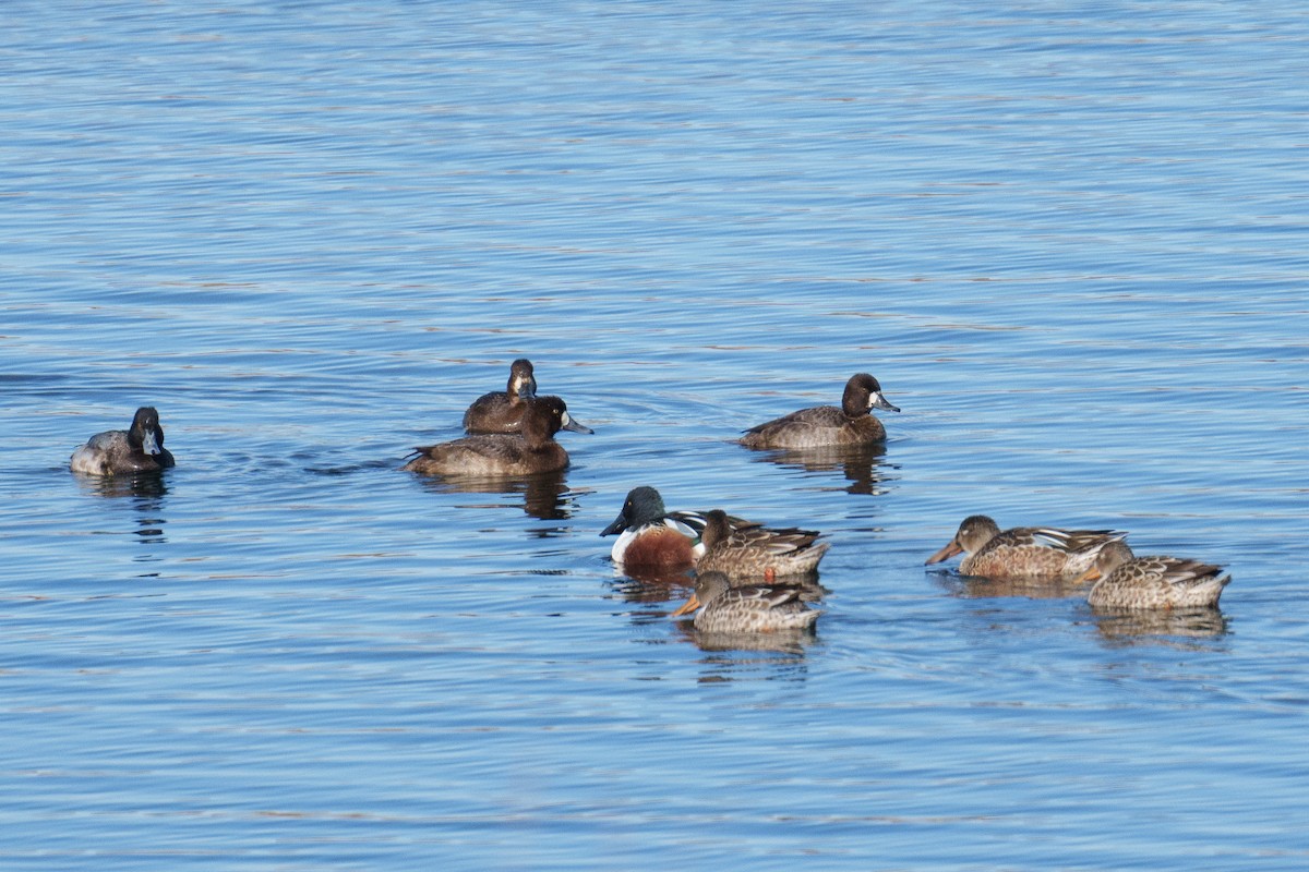 Ahate mokozabal zuria - ML645490652