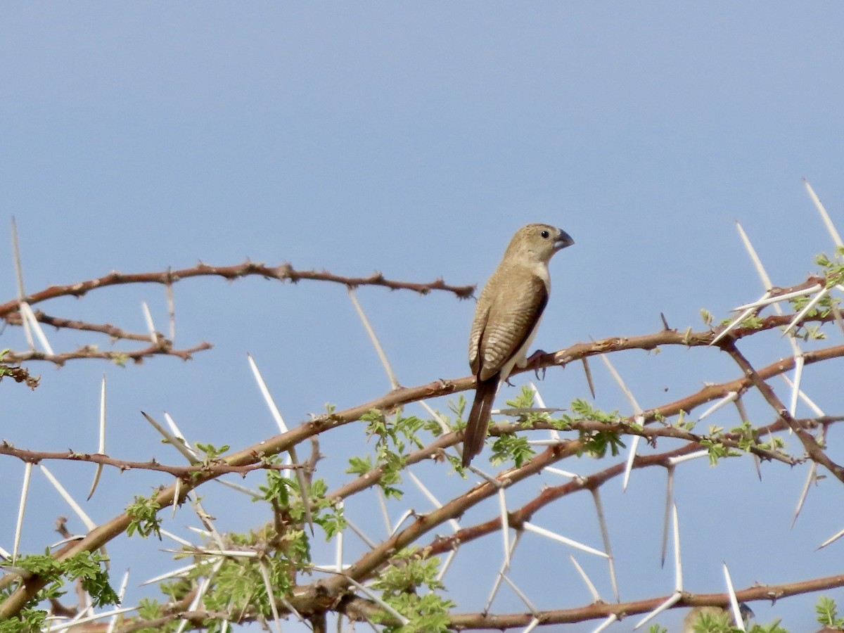 savannesølvnebb - ML645490654