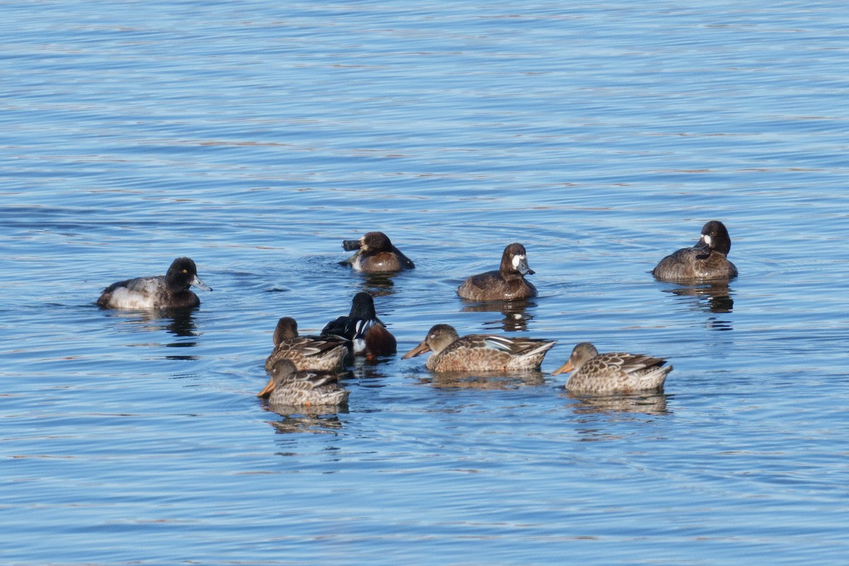 Ahate mokozabal zuria - ML645490655