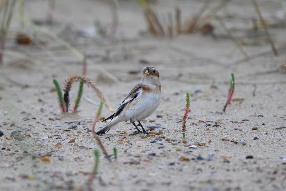 Snow Bunting - ML645490661