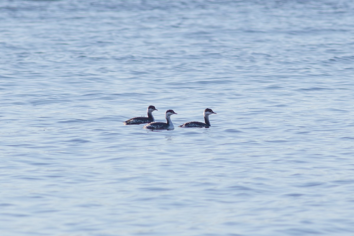 Красношейная поганка - ML645490675