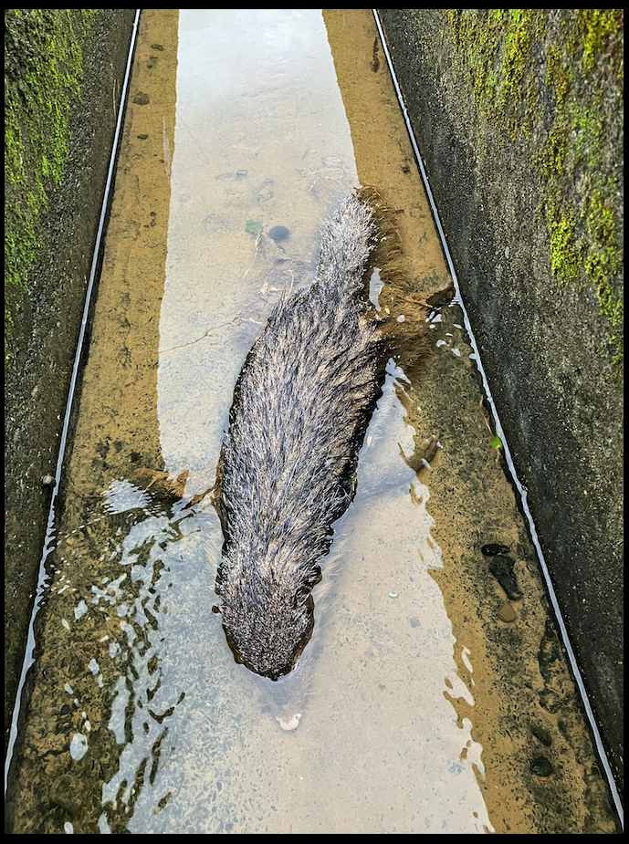 Animals - ML645490683