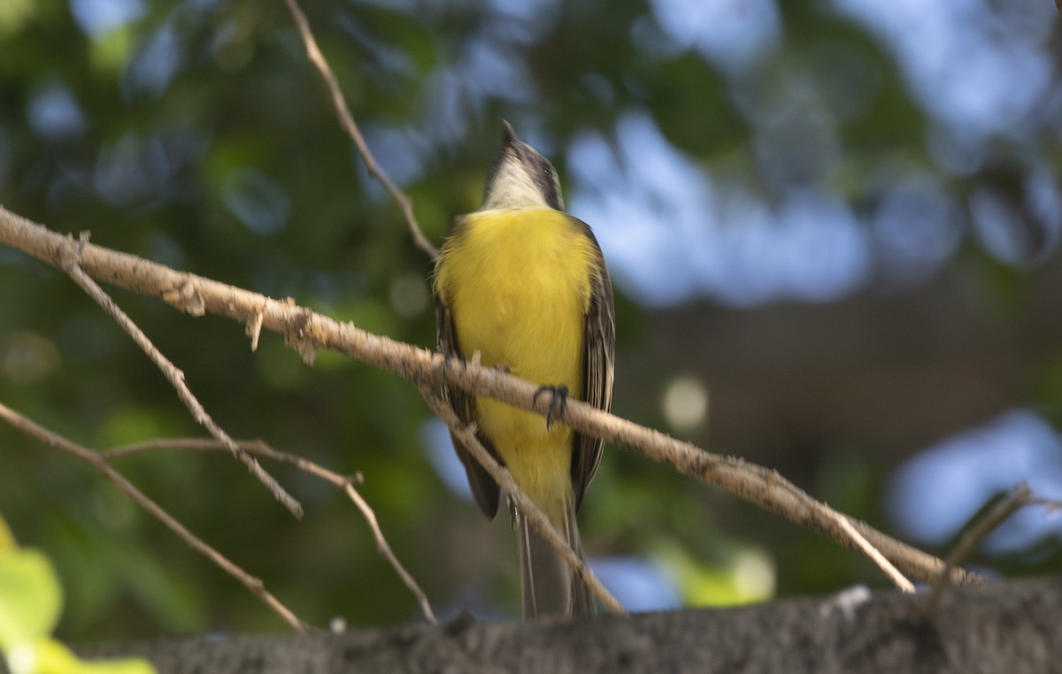 Красношапочный бентеви [группа similis] - ML645490691