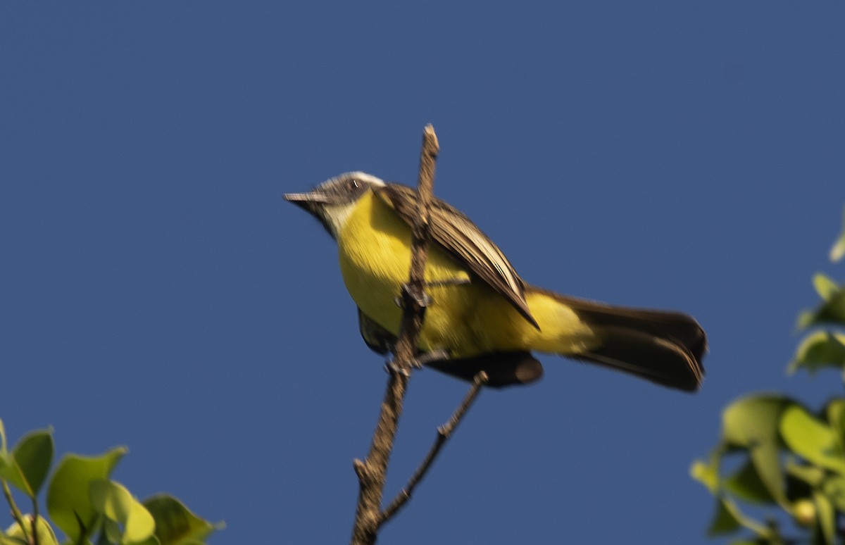 Красношапочный бентеви [группа similis] - ML645490692